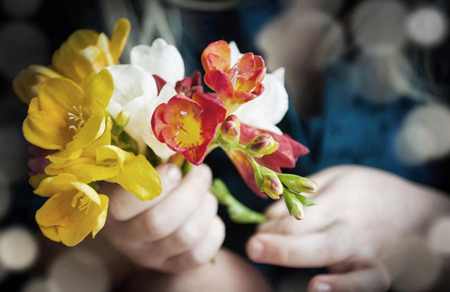 frezya çiçeği anlamı