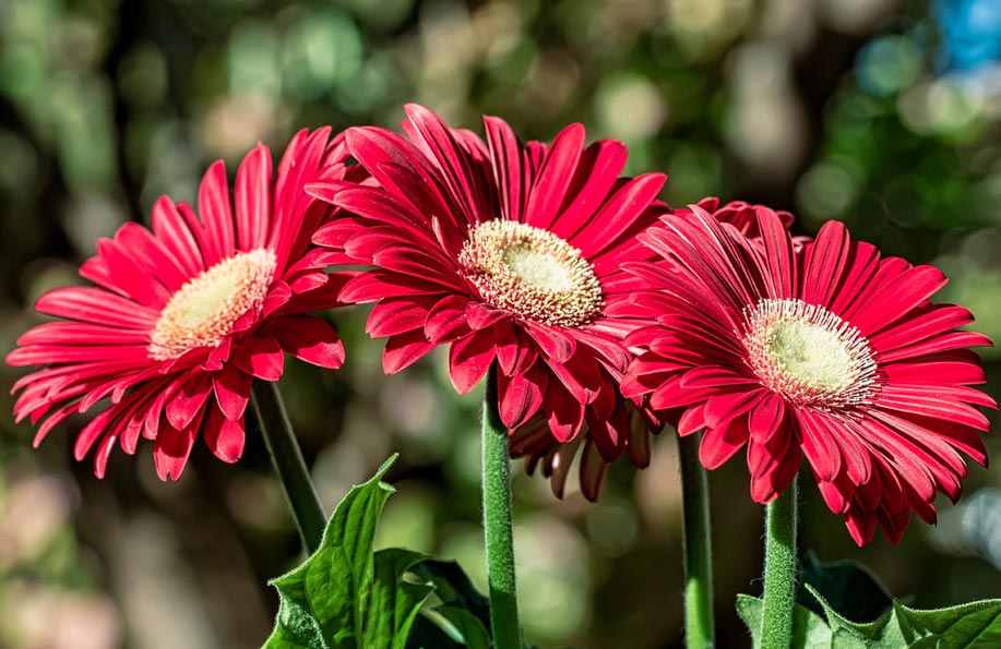 gerbera çiçeği anlamı
