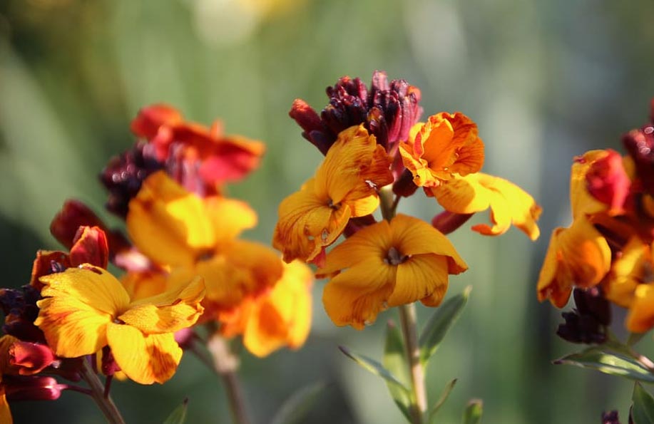 sebboy çiçeği anlamı