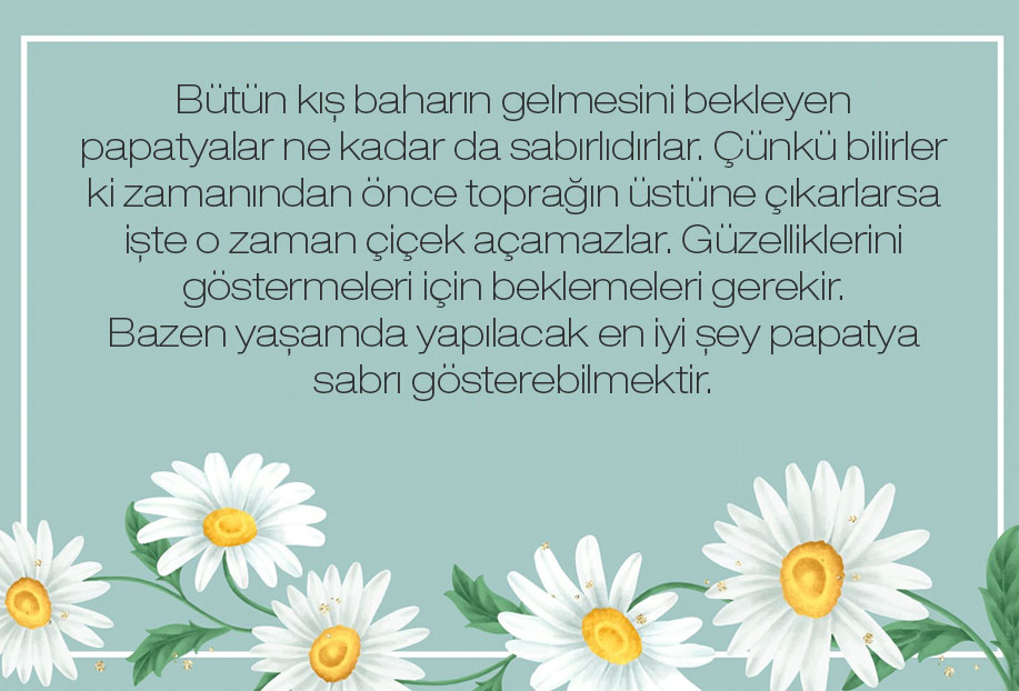 en güzel çiçek papatya sözleri