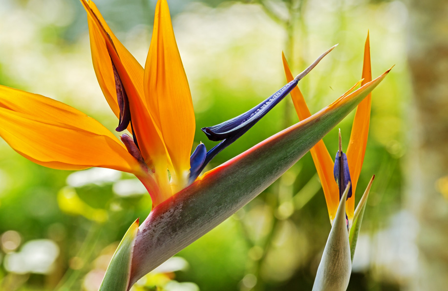 cennet çiçeklerinin isimleri