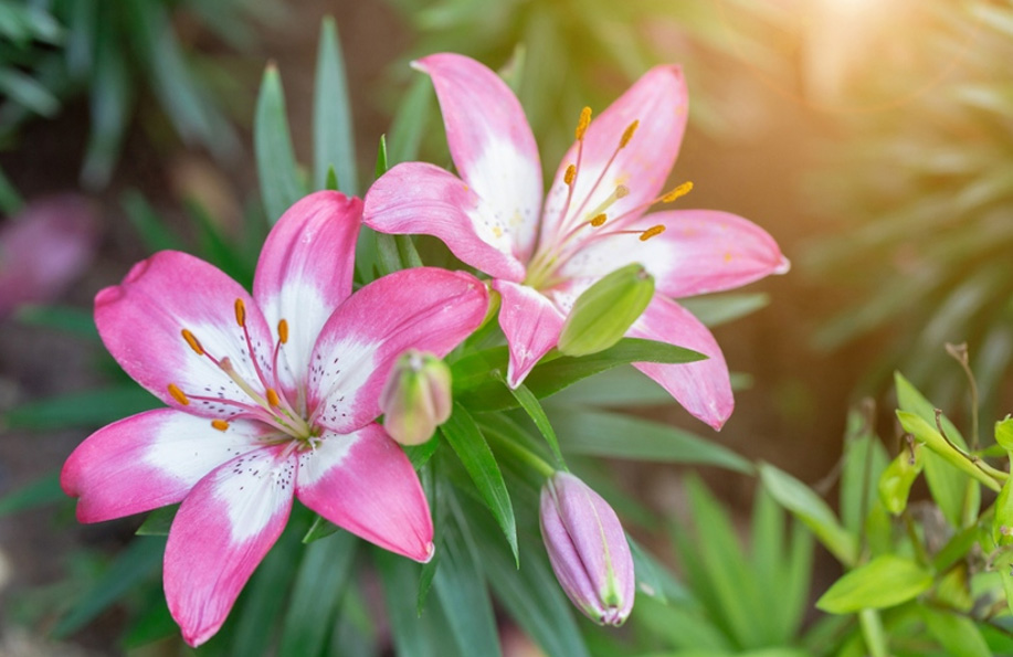 çiçek türleri ve isimleri