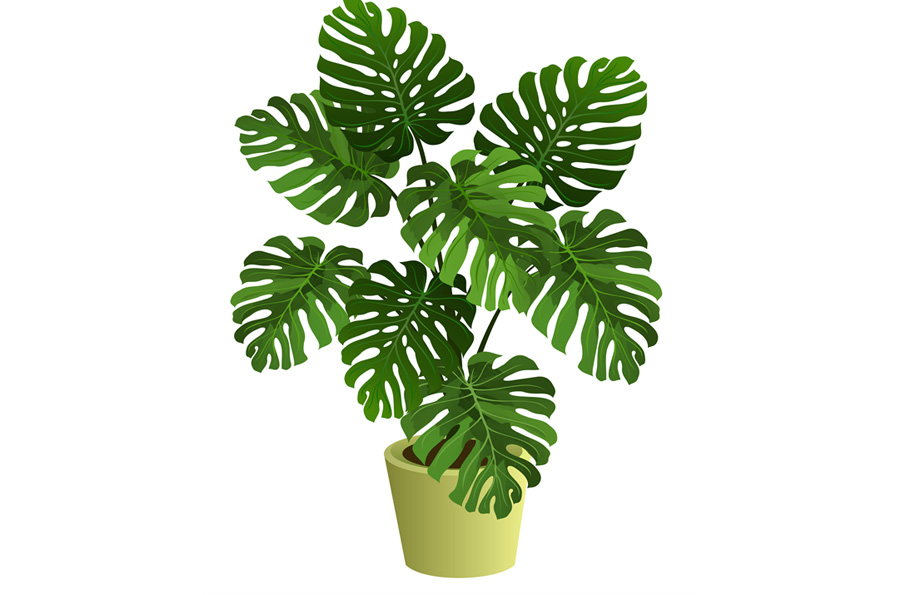 devetabani çiçeği