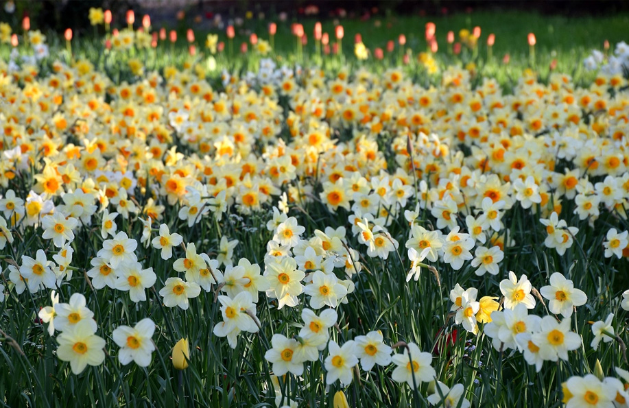 en güzel çiçek isimleri