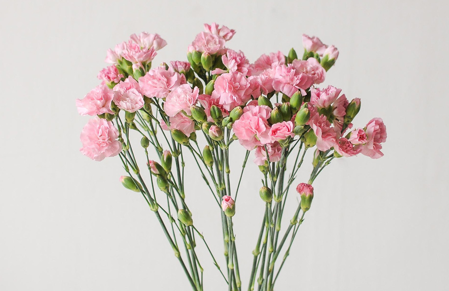 ev çiçekleri isimleri