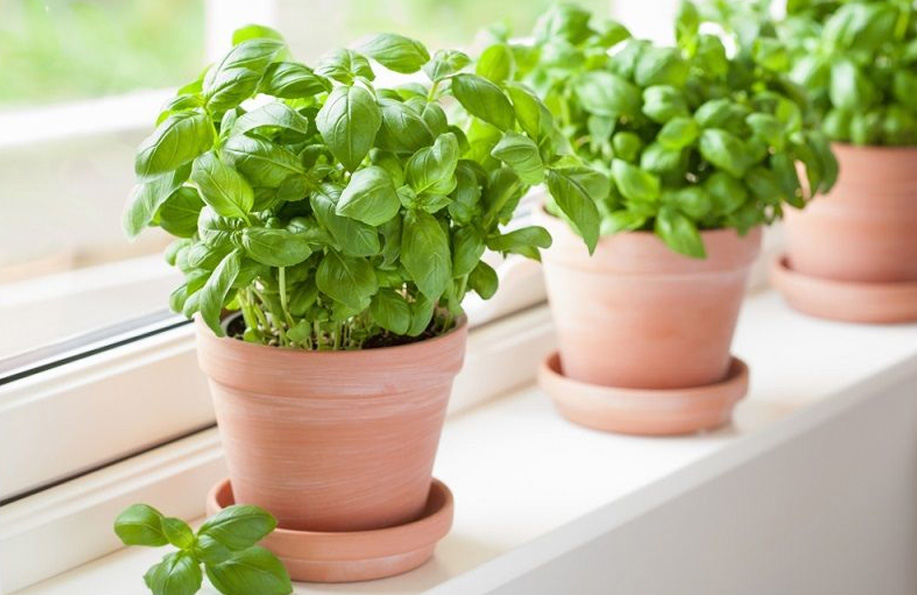 fesleğen çiçeği saksı