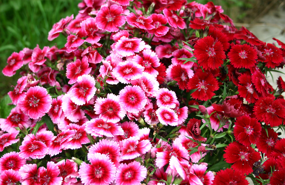 hüsnüyusuf çiçeği