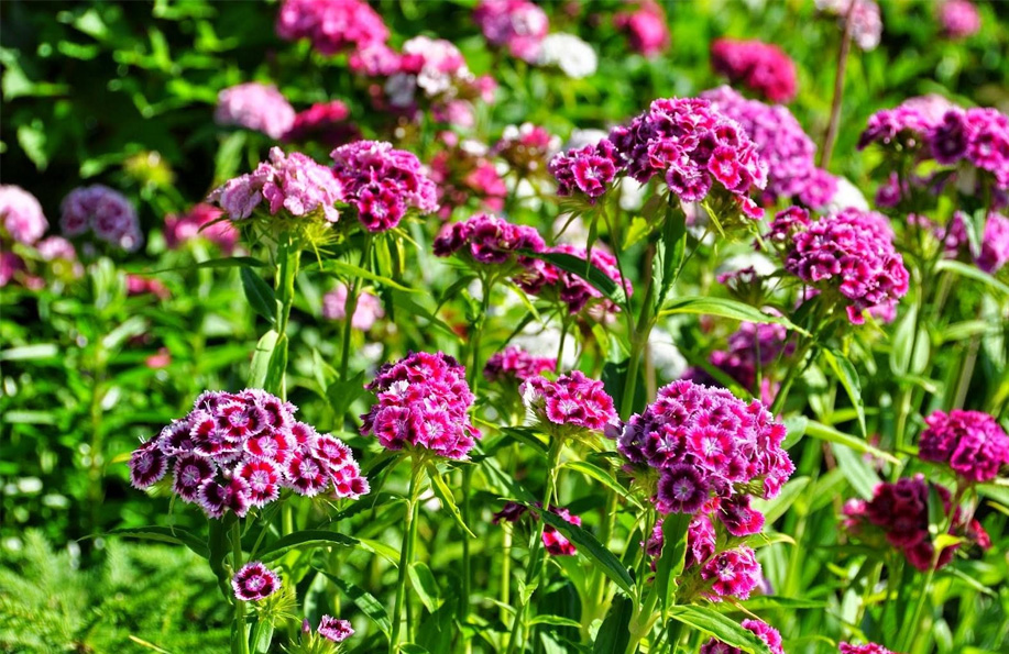 mor çiçek isimleri