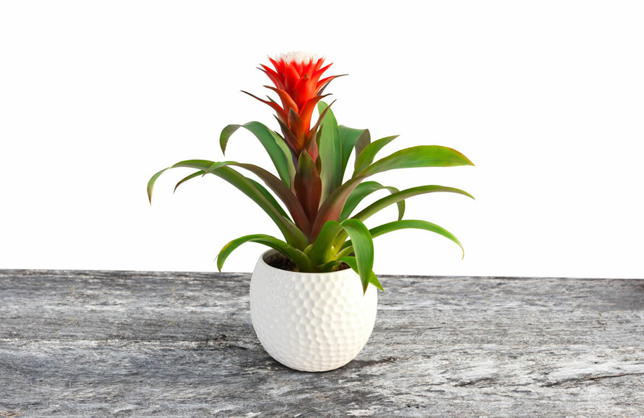 salon çiçeklerinin isimleri